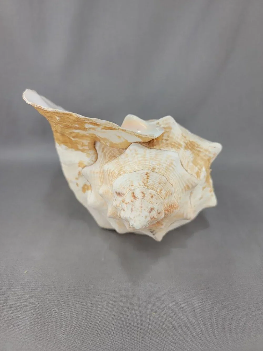 Vtg Natural Conch Shell Seashell Beach Nautical Home Decor Distressed Weathered